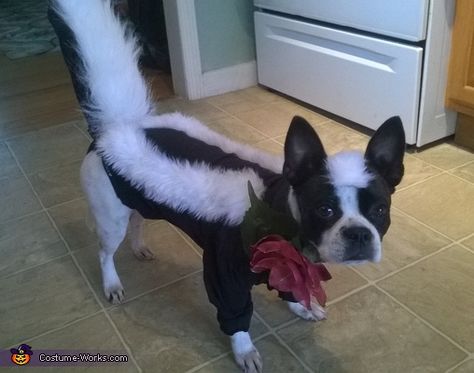 Mallory: Cassi my Boston Terrier Mix is wearing a handmade Skunk costume. I made it from a baby onesie, white fuzzy fabric, and the tail is fabricated from a pre-made skunk... Dog Skunk, Boston Terrier Costume, Skunk Halloween, Flower The Skunk, Skunk Costume, Best Dog Halloween Costumes, Dog Shaking, Diy Dog Costumes, Pet Halloween Costumes