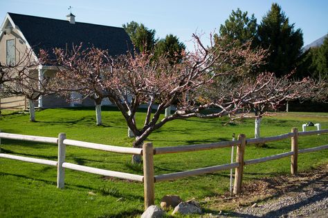 Mini Orchard, Backyard Orchard, Food Supplies, Homestead Farm, Farm Ideas, Landscape Plan, Urban Environment, Air Quality, Garden Bridge