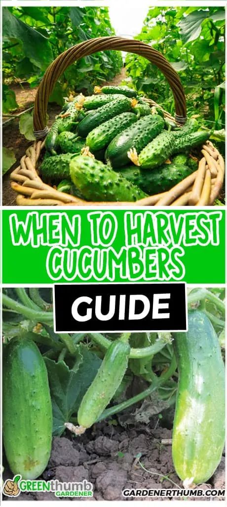 Cucumber Harvest | When to Pick Cucumbers | Green Thumb Gardener When To Pick Cucumbers, When To Harvest Cucumbers, Cucumbers Growing, How To Grow Cucumbers, Grow Cucumbers, Cucumber Gardening, Cucumber Plant, Container Garden Design, Growing Cucumbers