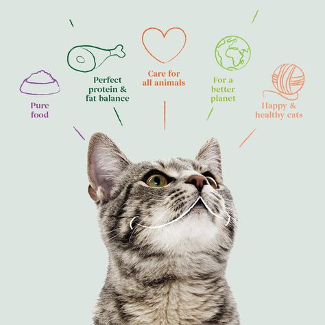 Dog Food Marketing, Cat Food Advertising, Minimal Logo Design Inspiration, Pet Advertising, Pet Food Packaging, Dog Marketing, Pet Branding, Cat Food Brands, Kitten Food