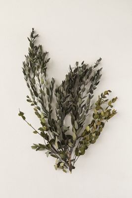 Preserved Parvifolia Eucalyptus Bunch | Anthropologie Parvifolia Eucalyptus, Boxwood Garland, Preserved Eucalyptus, Moss Wreath, Club Decor, Dried Eucalyptus, Pothos Plant, Fern Plant, Bhldn Weddings