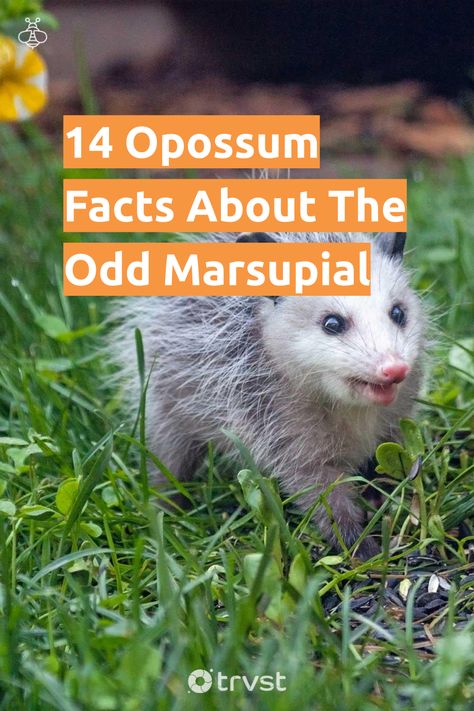 Opossum Habitat, Possum Facts, Opossum Facts, Baby Opossum, Most Dangerous Animals, Snake Facts, Baby Possum, Biodiversity Conservation, Awesome Possum