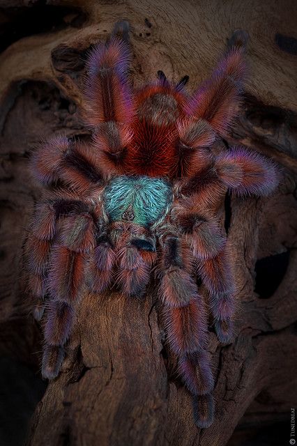 Antilles pinktoe tarantula (Avicularia versicolor) Avicularia Versicolor, Pet Tarantula, Arachnids Spiders, Spider Species, Spinner Card, Pet Spider, Jumping Spider, Beautiful Bugs, Creepy Crawlies