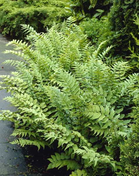 Holly Fern, Evergreen Ferns, Spring Hill Nursery, American Meadows, Clematis Vine, Shade Perennials, Green Backdrops, Woodland Garden, Spring Hill