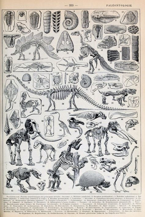 Skeleton print antique book plate print science poster wall art decor education poster paleontology print school room decor anatomy animals https://etsy.me/3J7i8Fi #unframed #bedroom #animal #vertical #skeletonprint #anatomy #animalsprint #antiquebookplate #sciencepost 19th Century Illustration, Dinosaur Posters, Dinosaur Skeleton, Skeleton Print, Dinosaur Fossils, Illustration Vintage, Scientific Illustration, Prehistoric Animals, Education Poster