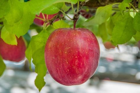 These days, most apple trees aren’t grown from seed, but that doesn’t mean you can’t try. If you’ve got ambitions to rival Johnny Appleseed’s, here’s how to go about it. Apple Tree Planting, Freezing Cabbage, Freezing Cherry Tomatoes, Freezing Onions, Honeycrisp Apple Tree, Apple Tree From Seed, Washington Apple, Honeycrisp Apple, Freezing Apples