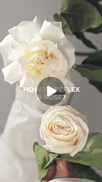 Floral Arrangements | Events & Styling on Instagram: "Make your roses ✨fuller✨ by using the reflex technique🌹

#roses #flowers #reflexingroses #houstonflorist #localflorist" Reflex Roses, Garden Fun, Rose Arrangements, Local Florist, Event Styling, Amazing Gardens, Floral Arrangements, Florist, Houston