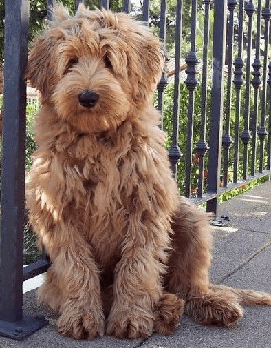 Labradoodle Haircut, Doodle Dog Breeds, Tibet Terrier, Goldendoodle Grooming, Mini Goldendoodle Puppies, Labradoodle Dogs, Australian Labradoodle, Really Cute Puppies, Doodle Puppy