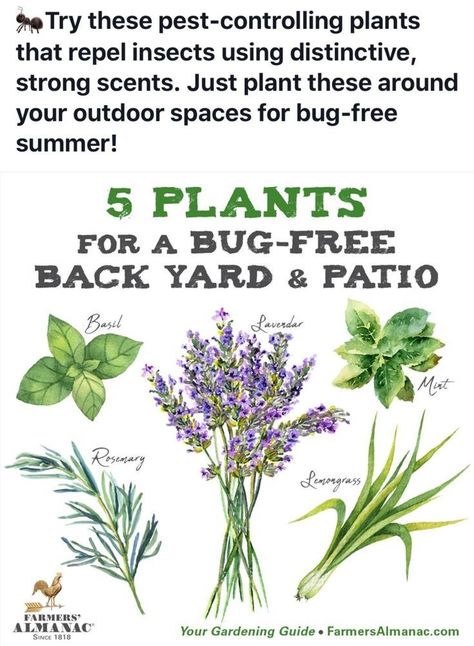 Backyard Bug Repellent, Insect Repellent Plants, Plants That Repel Bugs, Medicinal Garden, Mosquito Repelling Plants, Patio Plants, Home Vegetable Garden, Garden Yard Ideas, Beauty Standards