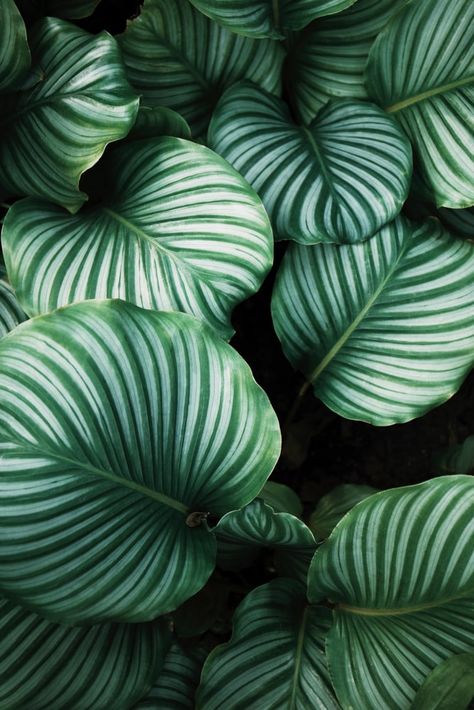 Cleaning Plant Leaves, How To and Tips Air Cleaning Plants, Paper Towns, Green Leaf Print, Plant Images, Photographie Inspo, Plant Photography, Free Plants, Plant Pictures, Green Aesthetic