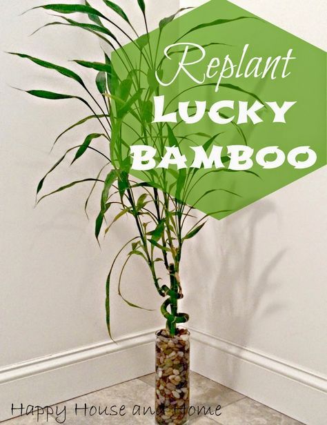 Replant Lucky Bamboo Lucky Bamboo Decor, Lucky Bamboo Care, Indoor Bamboo Plant, Bamboo House Plant, Merry Monday, Lucky Bamboo Plants, Bamboo Care, Bamboo House Design, Making Plant Pots