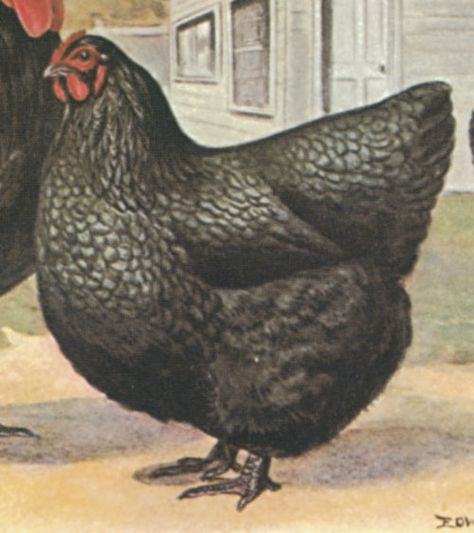 Australorp Chicken, Black Australorp, Cochin Chickens, Poultry Breeds, Black Chicken, Biggest Chicken, Chicken Bird, Chicken Shirts, Animal Science