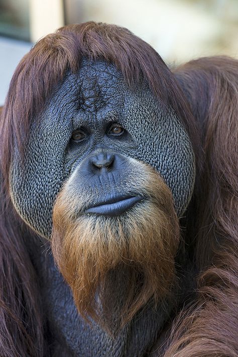 Orangutan Male Orangutan, Regard Animal, Regnul Animal, Great Ape, San Diego Zoo, Rare Animals, Airbrush Art, Animal Faces, Primates