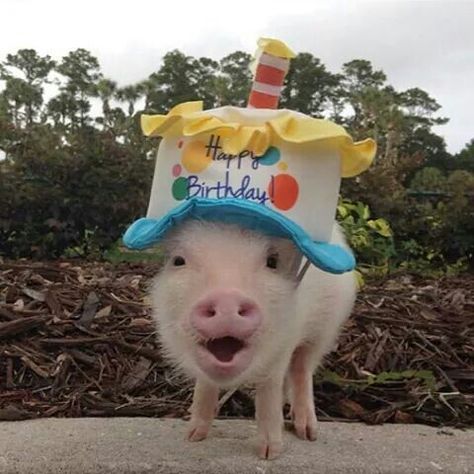 Happy Birthday pig Happy Birthday Pig, Birthday Pig, Giveaway Announcement, Happy Birthday Animals, Birthday Animals, Pig Images, Funny Birthday Meme, Cute Piglets, Funny Pigs