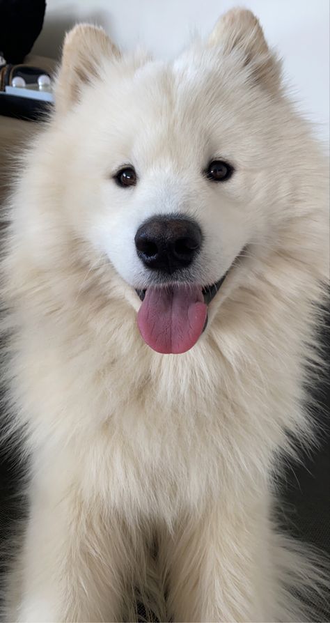 Saymond Dogs, Cutest Puppy Ever, Spitz Dogs, Samoyed Dogs, Dog Rules, Cute Creatures, Baby Dogs, Cute Little Animals, Beautiful Dogs