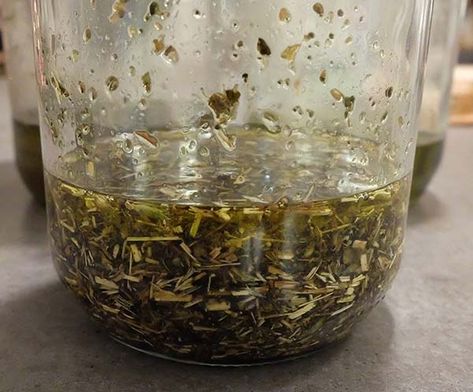 Mullein Leaf Tincture Recipe, How To Use Mullein Leaves, Mullien Leaf Oil Diy, Mullein Leaf Tincture, How To Make Mullein Tincture, Mullen Tincture Recipe, Mullein Root Tincture, Mullein Root Tincture Recipe, Mullein Tincture Recipe