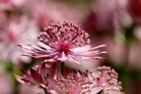 WINTER PLANTING 20 Astrantia Major Rose Symphony Seeds - Etsy Smudge Bundles, Ground Cover Seeds, Spanish Lavender, Astrantia Major, Zinnia Elegans, Lavender Seeds, Rare Seeds, Rosy Pink, Black Eyed Susan