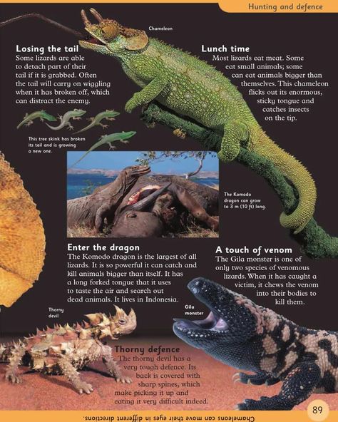 Enter The Dragon, Komodo Dragon, Eat Meat, Komodo, Reptiles, Small Pets, Hunting, Animals, Quick Saves