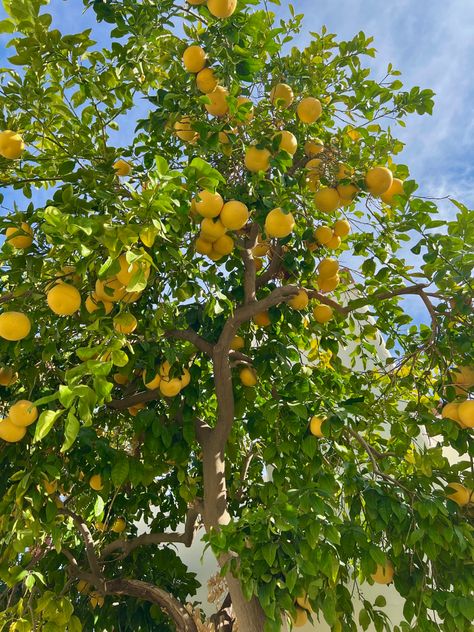 Lemon Farm, Lemon Pictures, Bedroom Plants Decor, Lemon Plant, Citrus Tree, Tattoo Plant, Farm Lifestyle, Plant Tattoo, Yellow Fruit