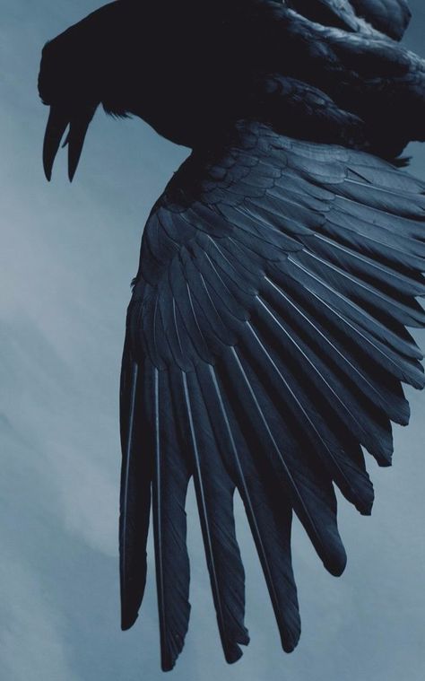 Raven Wings, Quoth The Raven, Raven Bird, Dark Wings, Raven Art, Tattoo Graphic, Crows Ravens, Bird Wallpaper, Old School Tattoo