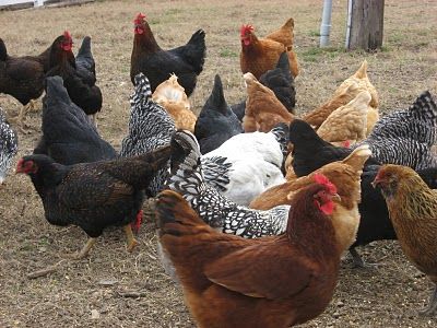 flock Huge Chicken Coop, Silkie Rooster, Farm Livestock, Ice Fishing House, Quail Coop, Chicken Flock, Duck Coop, Bantam Chickens, Chicken Pictures