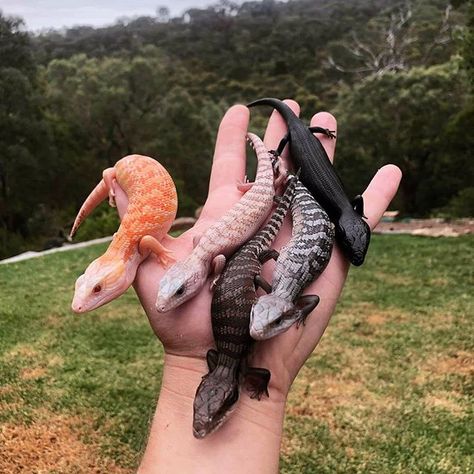 Check out these awesome skinks!  From left to right: albino white northern wildtype anery melanistic  Photo credit: @jurassicjungle18 . . . . . . . #skink #skinks #bluetongueskink #reptile #reptiles #animal #animals #beauty #beautiful #rainbow #black #white #orange #grey #lizard #lizards #australia #north #crazy #viral Snake Turtle, White Tongue, Bat Dog, Blue Tongue Skink, Pet Lizards, Brushing Your Teeth, Cute Reptiles, Reptile Snakes, Pretty Animals