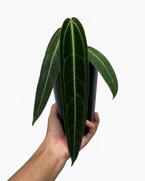 Anthurium Polyschistum, Queen Anthurium, Anthurium Warocqueanum, Wishlist Plants, Anthurium Plant, Houseplants Low Light, Plants Are Friends, Vivarium, Room With Plants