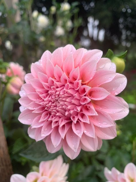 Lindas Baby Dahlia, Cream Dahlia, Peaches And Cream, Beautiful Flowers Garden, Peaches N Cream, Flowers Garden, Peaches, Dahlia, Flower Power