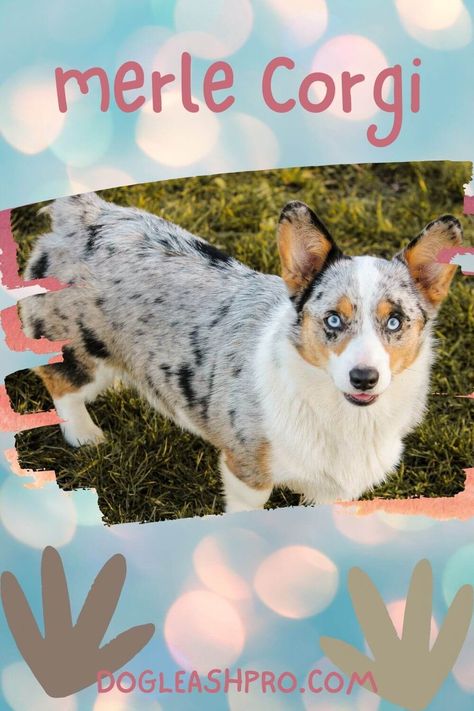 Merle Corgi: Complete Guide Merle Corgi, Cowboy Corgi, Corgi Puppies For Sale, Cardigan Corgi, Dog Dna Test, Corgi Puppies, Corgi Pembroke, Cardigan Welsh Corgi, Dog Essentials