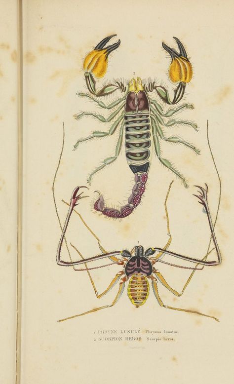 BHL en Twitter: "Drapiez's dictionary gives an overview of #NaturalHistory research to aid general study https://t.co/g4fgMxusPw https://t.co/fxO5L23pNb" Library Vintage, Insect Print, Ghost In The Machine, Scorpion Tattoo, University Library, Cornell University, Traditional Tattoo Flash, Wild Creatures, Antique Illustration