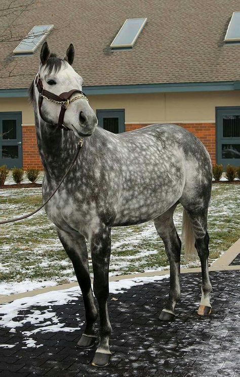 Frosted Dappled Gray Horse, Dapple Grey Thoroughbred, Grey Thoroughbred, Dapple Grey Horse, Horseback Riding Outfit, Aesthetic Equestrian, Cheval Pie, Riding Outfit Equestrian, Dapple Grey Horses