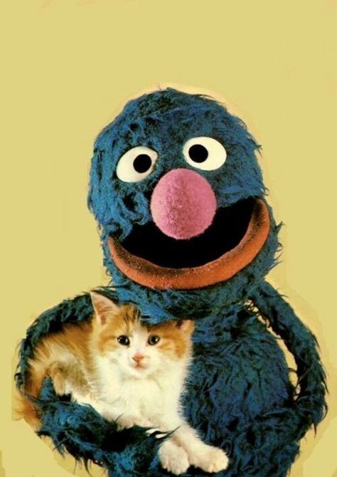 ## Grover Sesame Street, Bert And Ernie, Sesame Street Muppets, Bert & Ernie, Silly Puppets, New Kitten, Fraggle Rock, Kitten Photos, The Muppet Show