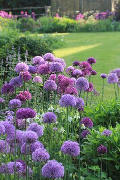 Alliums in the flower border -- they look like little pom-poms or like the flower in the lorax. Purple Garden, Have Inspiration, Garden Borders, Gorgeous Gardens, Flower Border, Purple And Green, Garden Cottage, Front Garden, Dream Garden