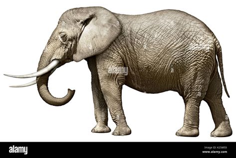 Elephant Side View, Elephant Illustration, Elephant Drawing, An Elephant, Image Processing, Side View, Photo Illustration, Photo Image, Elephant