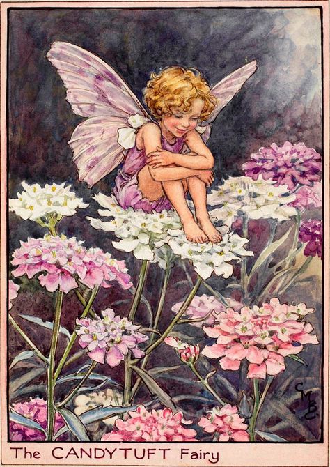 The Candytuft Fairy - Flower Fairies of the Garden Flower Fairies Books, Fairy Illustration, Fairy Pictures, Fairy Artwork, Cicely Mary Barker, Vintage Fairies, Fairy Book, Flower Fairies, 판타지 아트