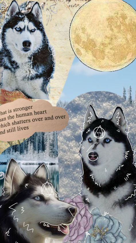 husky therian ✧#therian#therianthropy #therianthrope #huskytherian#husky#dog#theriotype Dog Therian, Therian Wallpaper, Maybe In Another Life, In Another Life, Husky Dogs, Husky, Human, Dogs, Pins