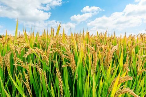 A new study from UC Davis has revealed that drought causes lasting changes within the community of microbes that is found in and around the roots of rice plants. These root microbes are critical components of the plants that help them absorb nutrients from the soil. The research may ultimately shed new light on how rice responds to dry spells, and how it can be engineered to withstand drought conditions... #microbiome #rice #drought #farming #ricefarming #climatechange Growing Rice, Rice Crop, Agriculture Photography, Rice Plant, Tattoo Plant, Outdoor Survival Gear, Rice Field, Sky Landscape, Clay Soil