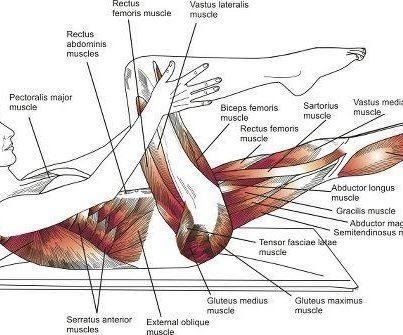 Pilates anatomy - see what muscles you are working while engaging in one of our STOTT Pilates workout DVDs | Leisure Fitness - The Equi... Pilates Anatomy, Rectus Abdominis Muscle, Beginner Pilates, Yoga Relaxation, Pilates Moves, Sport Food, Yoga Anatomy, Pilates Video, Pilates Mat