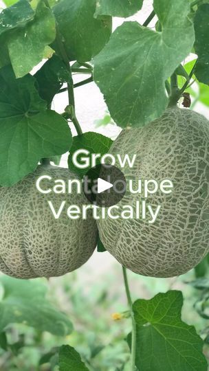 109K views · 8.7K reactions | Garden vertically with this simple-to-use trellis. Comment links for the trellis, how-to resources, and my favorite cantaloupe seeds links sent to your inbox. ⁣
⁣
Ladder mesh trellises are my favorite way to grow cantaloupes. Here are a few tips:⁣
 ⁣
• Grow one plant per trellis. ⁣
• Pay attention as it’s climbing to tuck in the vines. You’ll probably need to prune some suckers. ⁣
• Allow 2-3 fruit per vine - any more than that, and they won’t be as sweet. ⁣
• They support themselves but keep a close eye on them. Once they are ripe, they slip easily from the vine. ⁣
⁣
⁣
#verticalgardening #cantaloupe #verticalfarming #desertgarden #arizonagarden | Angela Judd | growing.in.the.garden · Original audio Planting Cantaloupe, Cantaloupe Seeds, Arizona Gardening, Vegetable Garden Tips, Vertical Farming, Garden Animals, Desert Garden, Growing Fruit, Plant Supports