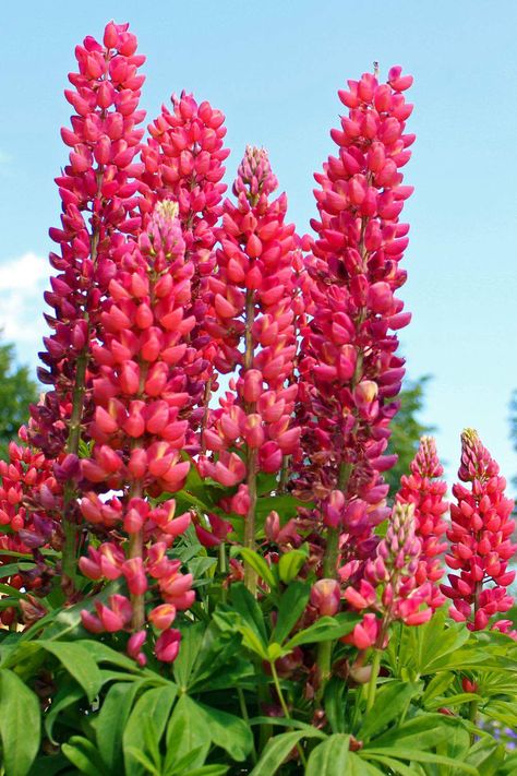 Plantas Exterior, Lupine Flowers, Drought Tolerant Perennials, Easy Care Plants, Blooming Plants, Herbaceous Perennials, Attract Butterflies, Dark Places, Drought Tolerant