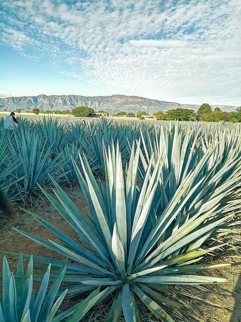 Jalisco Aesthetic, Tequila Aesthetic, Tequila Mexico, Mexican Restaurant Decor, Traveling By Yourself, Mexican Flowers, Mexico Culture, Visit Mexico, Vision Board Inspiration