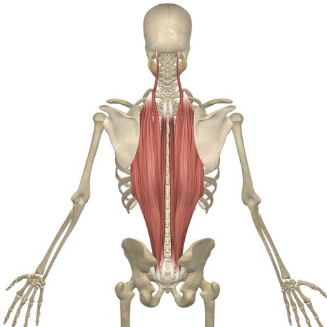 Yoga Anatomy Core Anatomy, Pilates Anatomy, Body Reading, General Anatomy, Workout Routine For Beginners, Erector Spinae, Beginner Pilates, Pranayama Yoga, Core Muscle