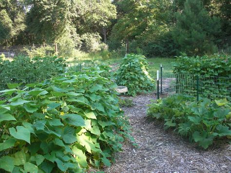 North Florida Permaculture--A blog about permaculture design and sustainability in Tallahassee and North Florida Spiral Garden, North Florida, Permaculture Gardening, Permaculture Design, Food Forest, Permaculture, Native Plants, Dream Garden, Garden Ideas