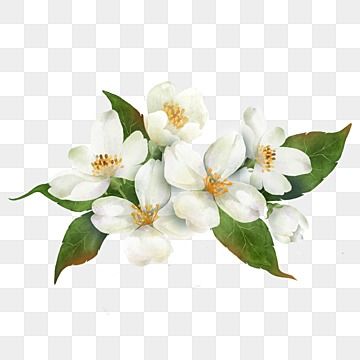 Jasmine Watercolor, White Flower Png, White Jasmine Flower, Watercolor Flowers Png, Blossom Garden, Flowers Png, Jasmine Flower, Holiday Flower, Small White Flowers