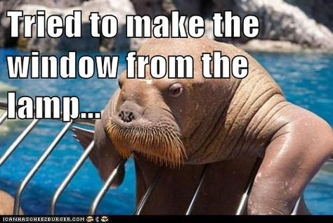 Seal Puns, Jokes To Tell, Party Jokes, Jokes Humor, Funny Jokes To Tell, Funny Good Morning Quotes, Corny Jokes, Love Quotes Funny, Best Funny Jokes