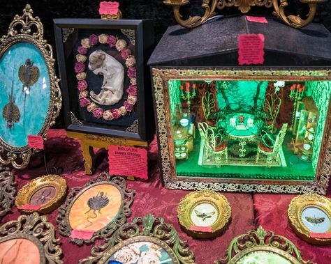 Curiosity And Oddities, Oddities And Curiosities Aesthetic, Oddities Collection Cabinet Of Curiosities, Oddity Collection, Oddities And Curiosities, Taxidermy Jewelry, Wet Specimen, Strange And Unusual, Events Center