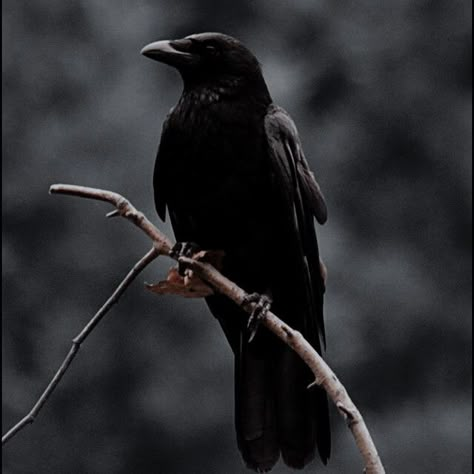 Scythe Aesthetic, Ravenhood Trilogy, Neal Shusterman, Kate Stewart, Raven Queen, Sabrina Spellman, Crows Ravens, Six Of Crows, Fantasy Aesthetic