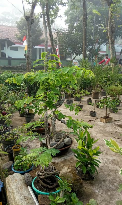 Bahan bonsai Asem Jawa Plants