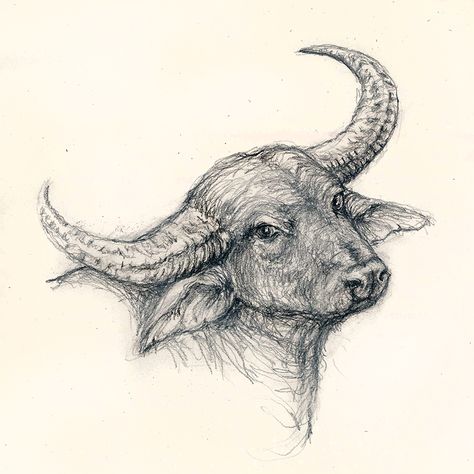 Pencil drawing of a water buffalo Buffalo Drawing Pencil, Buffalo Sketch Drawings, Water Buffalo Art, Buffalo Drawing Simple, Water Buffalo Drawing, Water Buffalo Tattoo, Drawing Buffalo, Buffalo Sketch, Buffalo Drawing