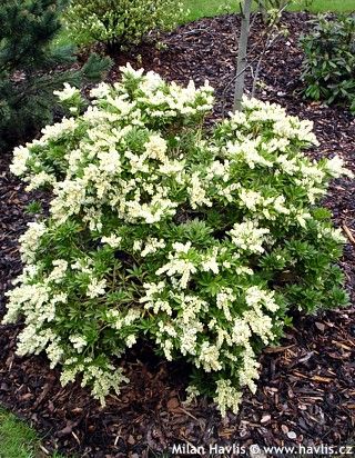 Pieris japonica 'PURITY' - Havlis.cz Japanese Pieris, Pieris Japonica, Evergreen Bush, Landscape Curbing, Clay Soil, Evergreen Shrubs, Landscaping Plants, Landscape Projects, Back Garden